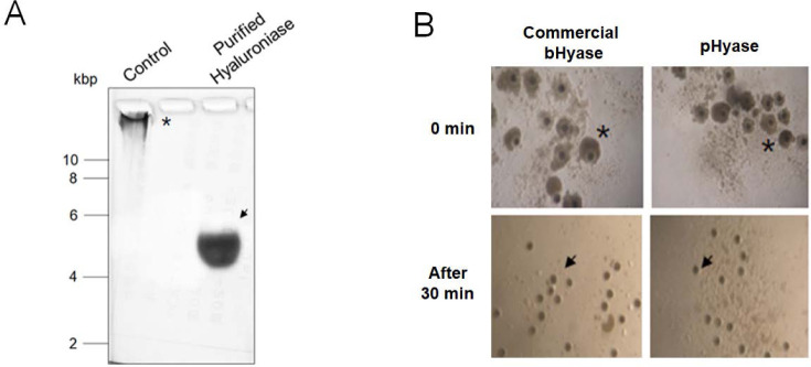 Industrialization possibilities of purified pig sperm hyaluronidase.