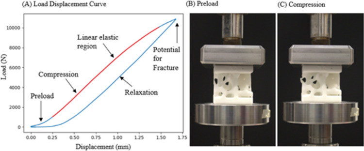 Characterization of mechanical stiffness using additive manufacturing and finite element analysis: potential tool for bone health assessment.