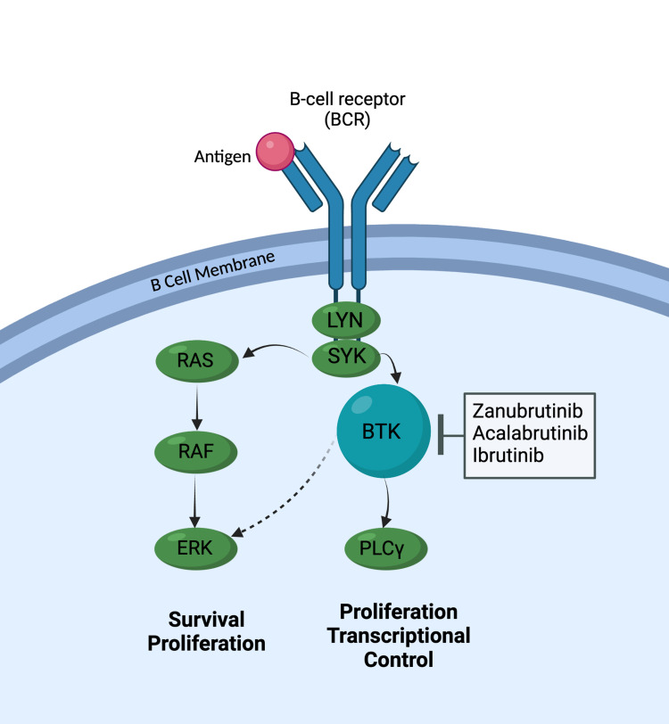 Zanubrutinib in Mantle Cell Lymphoma Management: A Comprehensive Review.