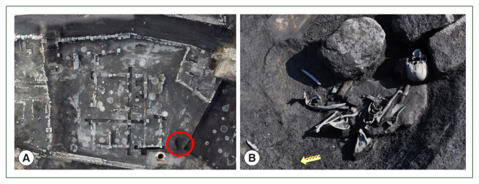 Morphological studies of fly puparia (Diptera: Calliphoridae) in the soil from a Joseon Dynasty grave in Korea.