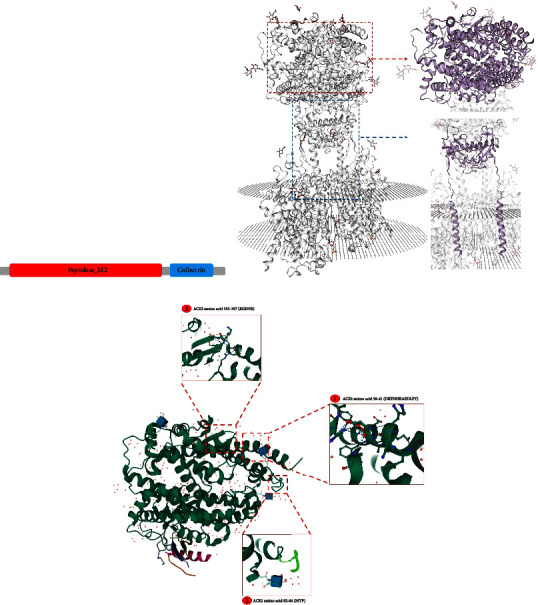 Genetic Variations in the Human Angiotensin-ConvertingEnzyme 2 and Susceptibility to Coronavirus Disease-19.