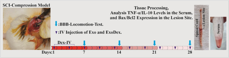 Improvement of spinal cord injury symptoms by targeting the Bax/Bcl2 pathway and modulating TNF-α/IL-10 using Platelet-Rich Plasma exosomes loaded with dexamethasone.
