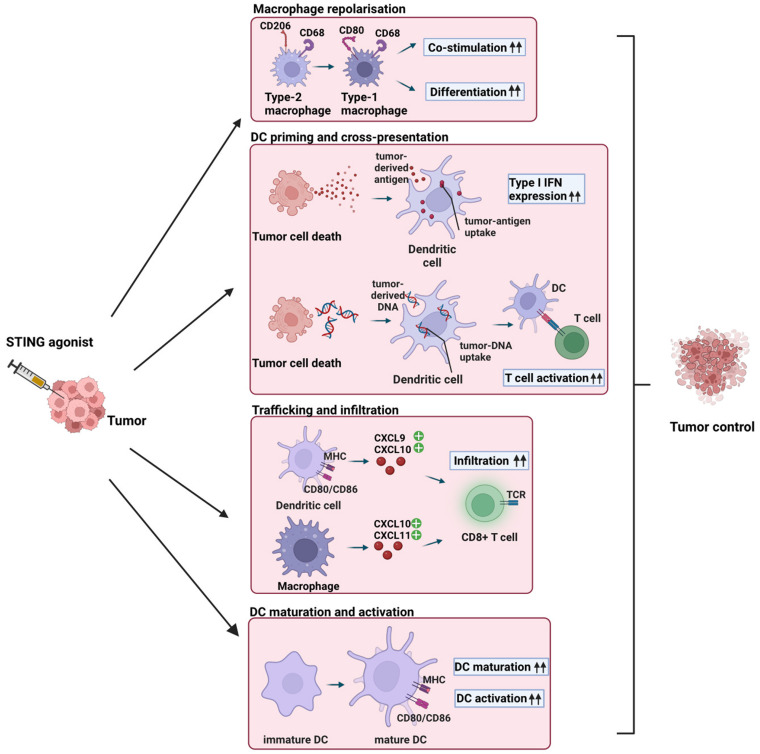 STING-driven activation of T cells: relevance for the adoptive cell therapy of cancer.