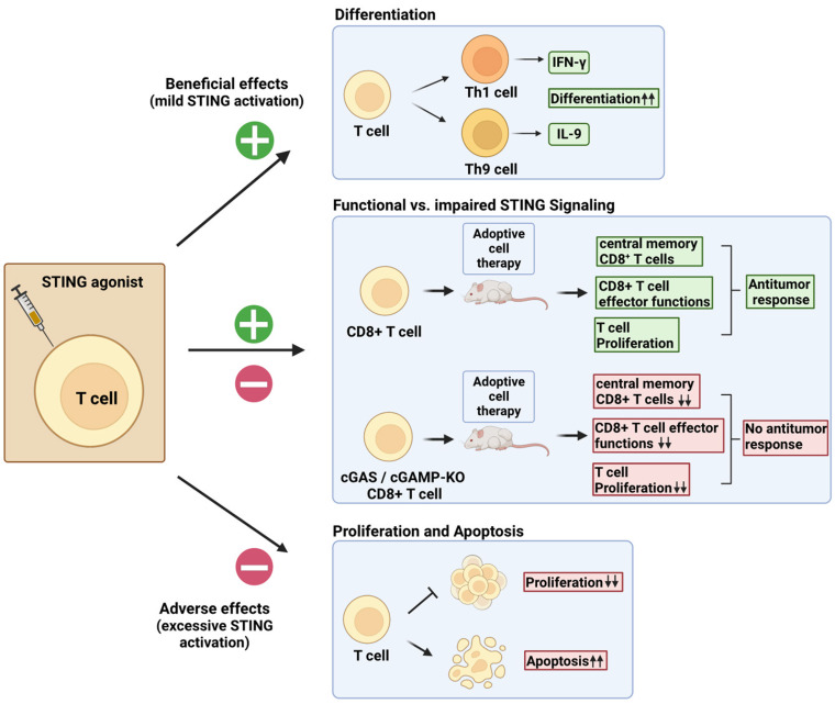 STING-driven activation of T cells: relevance for the adoptive cell therapy of cancer.