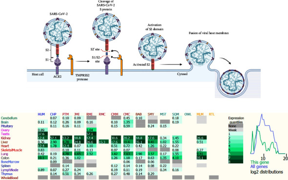 Genetic Variations in the Human Angiotensin-ConvertingEnzyme 2 and Susceptibility to Coronavirus Disease-19.