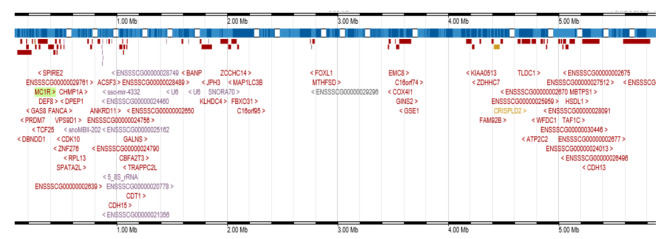 Association between MC1R gene and coat color segregation in Shanxia long black pig and Lulai black pig.