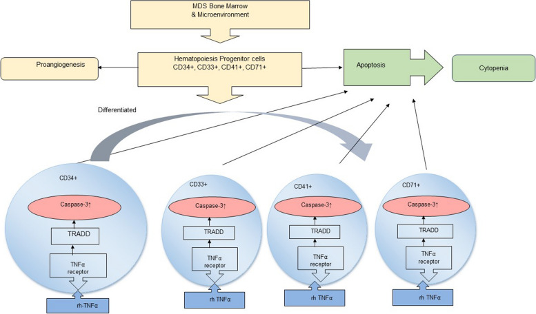 TNFα induces Caspase-3 activity in hematopoietic progenitor cells CD34+, CD33+, and CD41 + of myelodysplastic syndromes.