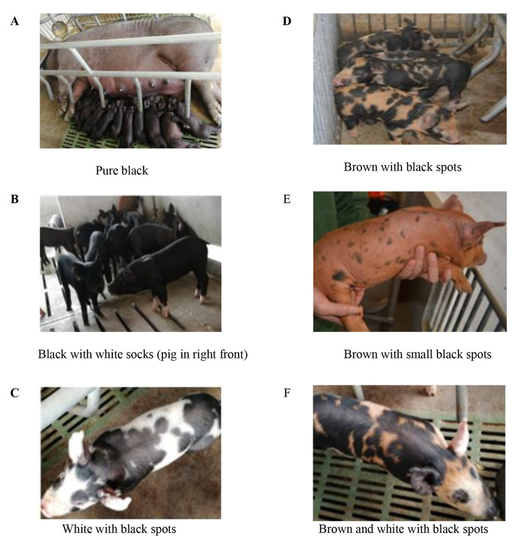 Association between MC1R gene and coat color segregation in Shanxia long black pig and Lulai black pig.