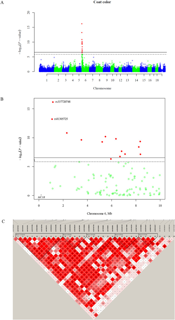 Association between MC1R gene and coat color segregation in Shanxia long black pig and Lulai black pig.