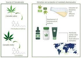 Phytocannabinoids: Pharmacological effects, biomedical applications, and worldwide prospection