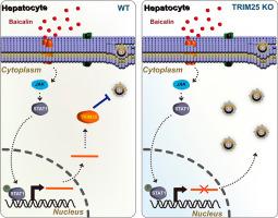 Baicalin inhibits the replication of the hepatitis B virus by targeting TRIM25