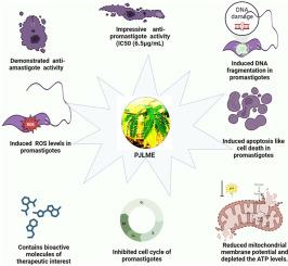 Prosopis juliflora (Sw.) DC.induces apoptotic-like programmed cell death in Leishmania donovani via over production of oxidative stress, mitochondrial dysfunction and ATP depletion