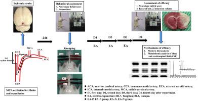 Effect of electrode configuration in electroacupuncture on ischemic stroke treatment in rats