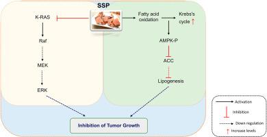 Spatholobus suberectus inhibits lipogenesis and tumorigenesis in triple-negative breast cancer via activation of AMPK-ACC and K-Ras-ERK signaling pathway