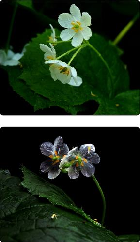 Glass-like flowers in the rain