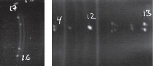 Growth Features of 3C-SiC/Si Films Fabricated by HTCVD