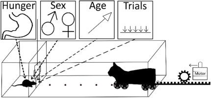 Estimating foraging behavior in rodents using a modified paradigm measuring threat imminence dynamics