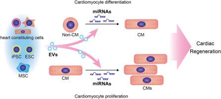 Extracellular vesicles and microRNAs in the regulation of cardiomyocyte differentiation and proliferation