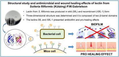 Structural study and antimicrobial and wound healing effects of lectin from Solieria filiformis (Kützing) P.W.Gabrielson