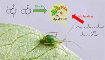 Pea aphid odorant-binding protein ApisOBP6 discriminates between aphid sex pheromone components, aphid alarm pheromone and a host plant volatile