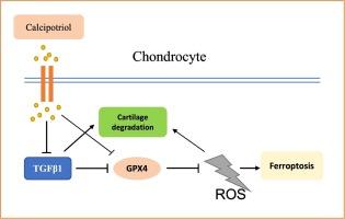 Calcipotriol suppresses GPX4-mediated ferroptosis in OA chondrocytes by blocking the TGF-β1 pathway