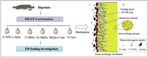 Membrane fouling during nutrient recovery from digestate using electrodialysis: Impacts of the molecular size of dissolved organic matter