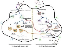 Soybean lectin-triggered IL-6 secretion induces autophagy to kill intracellular mycobacteria through P2RX7 dependent activation of the JAK2/STAT3/Mcl-1 pathway