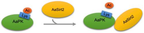 Pyruvate kinase is post-translationally regulated by sirtuin 2 in Aedes aegypti mosquitoes