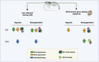 Responses and modulation of the white shrimp Litopenaeus vannamei glutathione peroxidases 2 and 4 during hypoxia, reoxygenation and GPx4 knock-down