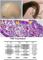 Histochemistry and transcriptomics of mucins and peritrophic membrane (PM) proteins along the midgut of a beetle with incomplete PM and their complementary function