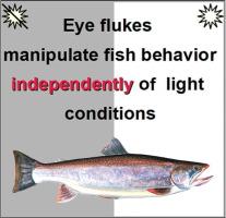 Is vision deterioration responsible for changes in the host’s behavior caused by eye flukes?