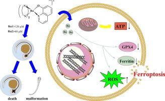 8-Hydroxyquinoline ruthenium(II) complexes induce ferroptosis in HeLa cells by down-regulating GPX4 and ferritin