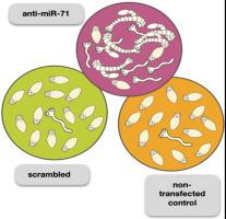 microRNA silencing in a whole worm cestode model provides insight into miR-71 function