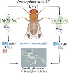 Diuretic hormone 31 activates two G protein-coupled receptors with differential second messengers for diuresis in Drosophila suzukii