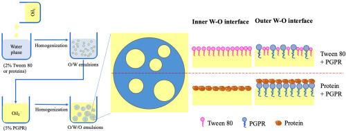 Dual stabilization of O/W/O double emulsions by proteins: An interfacial perspective