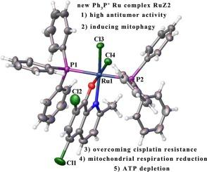 Antitumor studies evaluation of triphenylphosphine ruthenium complexes with 5,7-dihalo-substituted-8-quinolinoline targeting mitophagy pathways