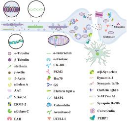 Involvement of protein L-isoaspartyl methyltransferase in the physiopathology of neurodegenerative diseases: Possible substrates associated with synaptic function