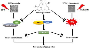 Macrosphelides from Antarctic fungus Pseudogymnoascus sp. (strain SF-7351) and their neuroprotective effects on BV2 and HT22 cells