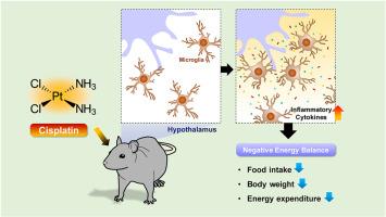 Exploring the potential hypothalamic role in mediating cisplatin-induced negative energy balance