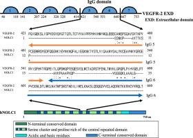 T7 phage display reveals NOLC1 as a GM3 binding partner in human breast cancer MCF-7 cells