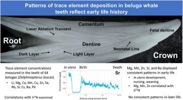 Patterns of trace element deposition in beluga whale teeth reflect early life history