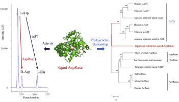 A newly identified enzyme from Japanese common squid Todarodes pacificus has the ability to biosynthesize d-aspartate