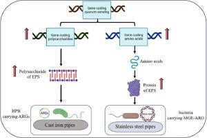 The interaction between extracellular polymeric substances and corrosion products in pipes shaped different bacterial communities and the effects of micropollutants