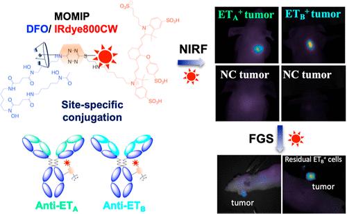 Synthesis and Preclinical Fluorescence Imaging of Dually Functionalized Antibody Conjugates Targeting Endothelin Receptor-Positive Tumors