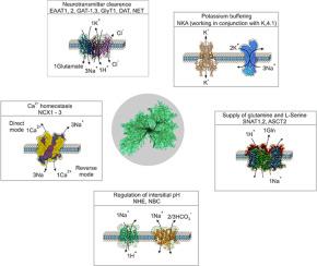 Sodium homeostasis and signalling: The core and the hub of astrocyte function