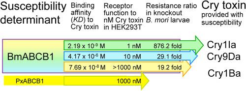 ABC transporter subfamily B1 as a susceptibility determinant of Bombyx mori larvae to Cry1Ba, Cry1Ia and Cry9Da toxins