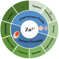 Progress in research of zinc ion fluorescent probes for biological imaging