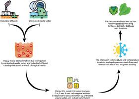 Unlocking the secrets of soil microbes: How decades-long contamination and heavy metals accumulation from sewage water and industrial effluents shape soil biological health