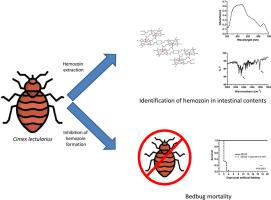 The common bed bug Cimex lectularius synthesizes hemozoin as an essential defense against the toxic effects of heme