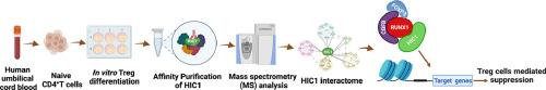 HIC1 interacts with FOXP3 multi protein complex: Novel pleiotropic mechanisms to regulate human regulatory T cell differentiation and function